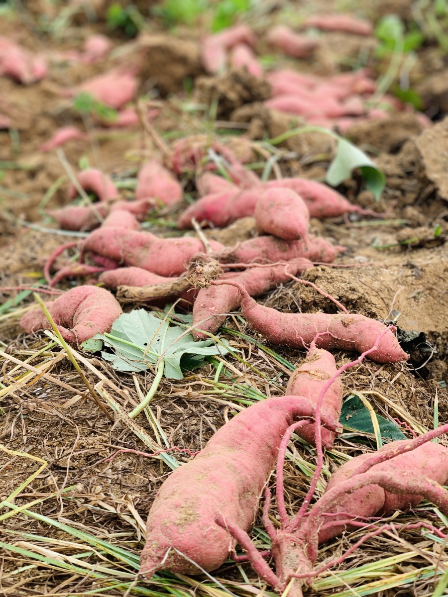 丰收的喜悦黄心红薯丰收了