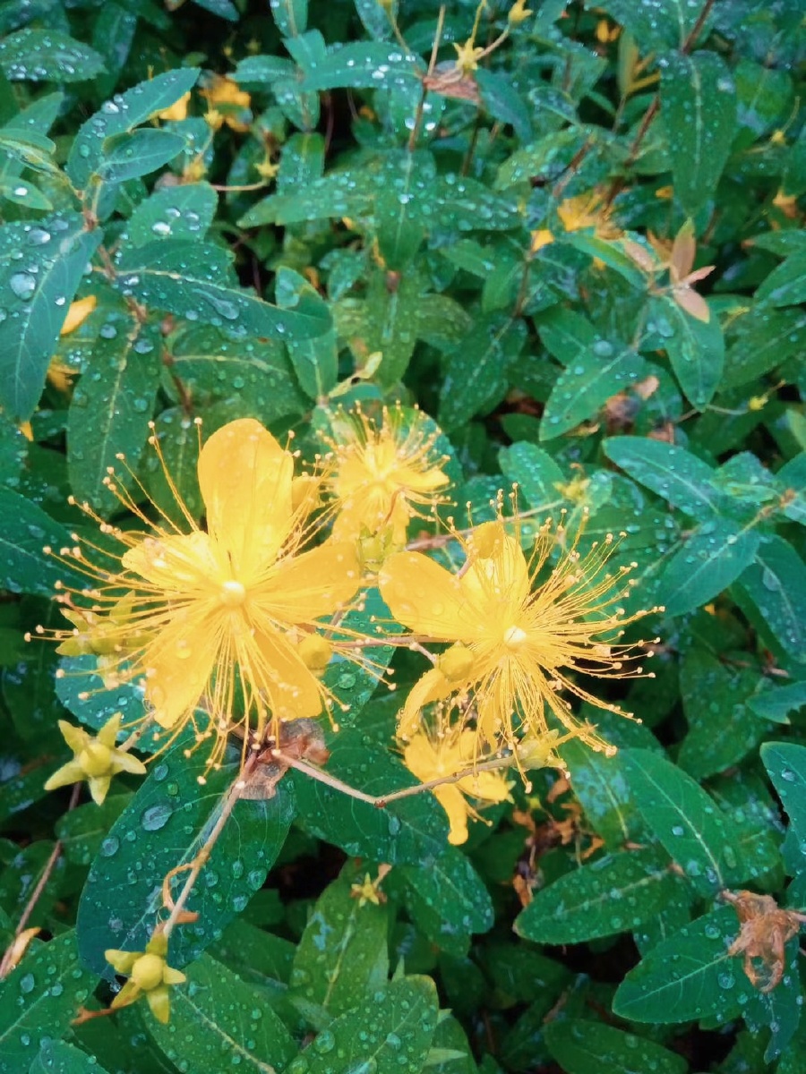 阅读5 天天天蓝197 关注 露花 点赞是美德,打