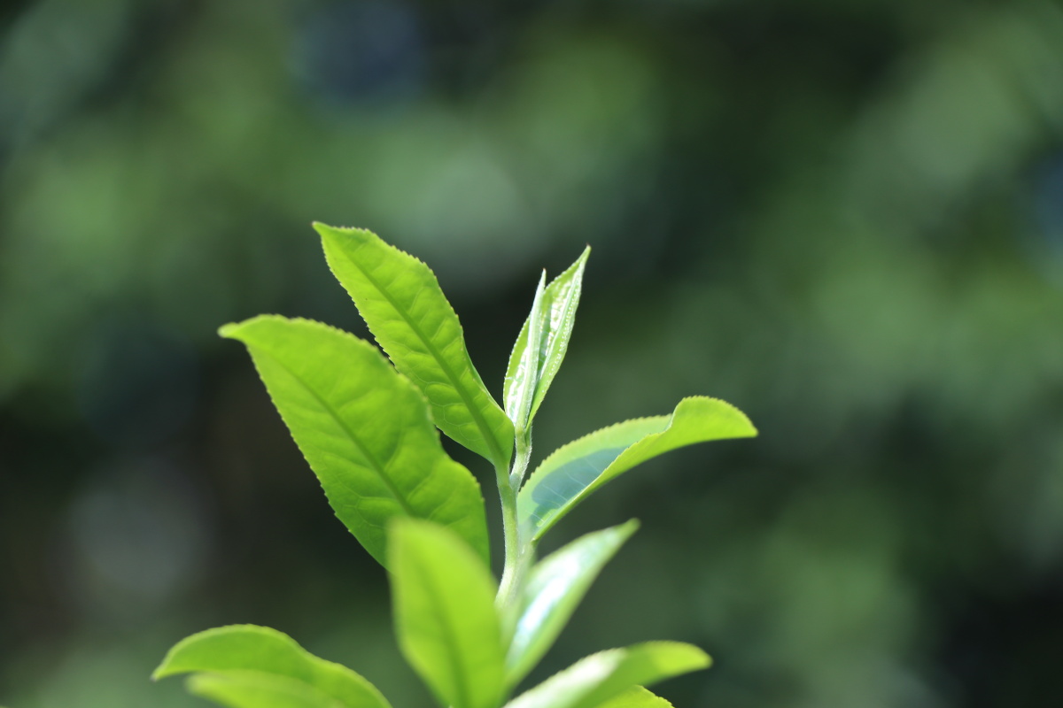 茶叶的特写与工人的辛酸