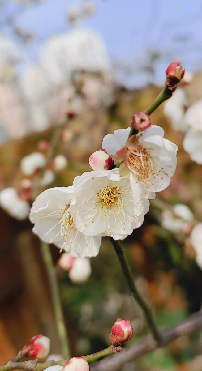 白梅花摄于温州市鹿城区