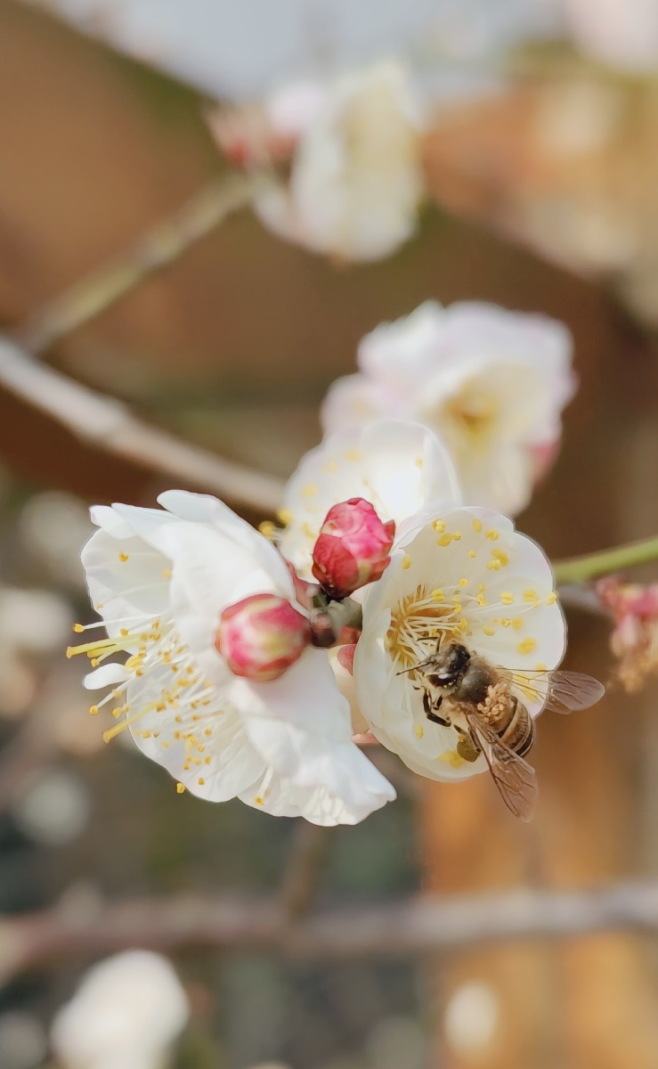 白梅花摄于温州市鹿城区