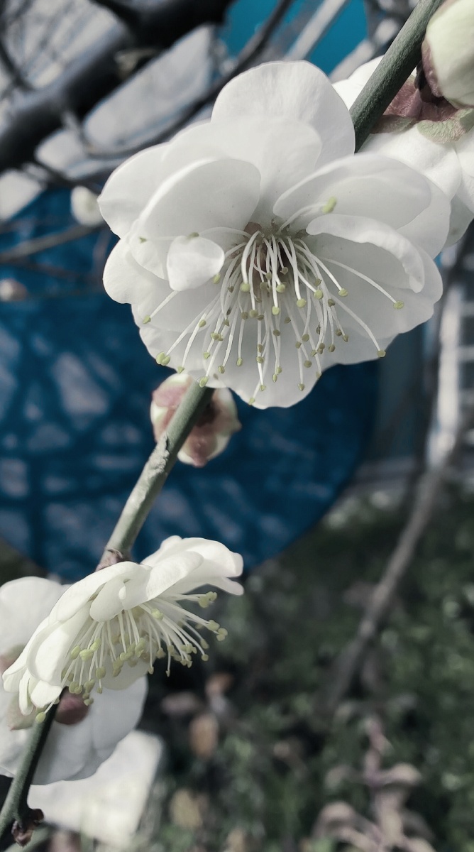 白梅花摄于温州市鹿城区