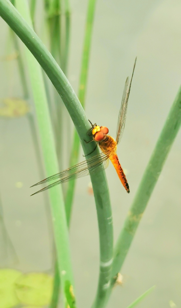 蜻蜓摄于温州市杨府山 - 林永丰 - 图虫