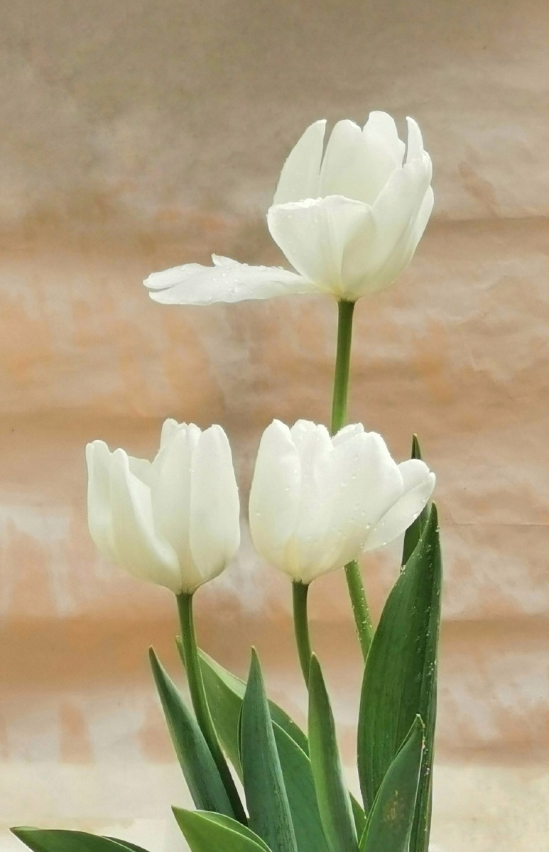 白郁金香摄于温州市鹿城区