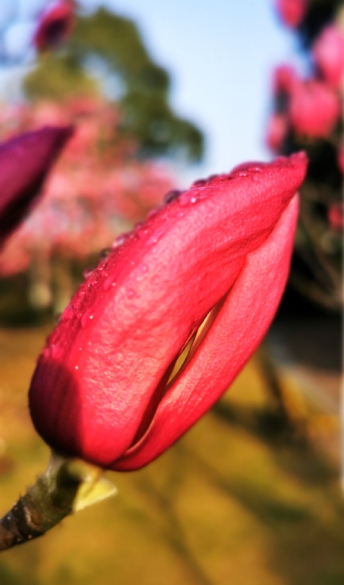 玉兰花摄于温州市鹿城区