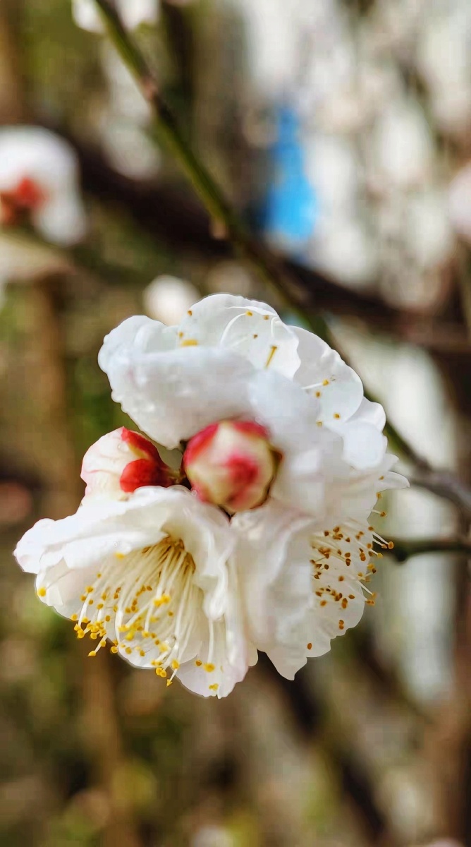 白梅花摄于温州市鹿城区