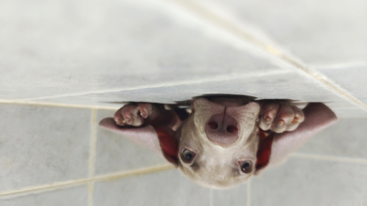 两个月的魏玛犬