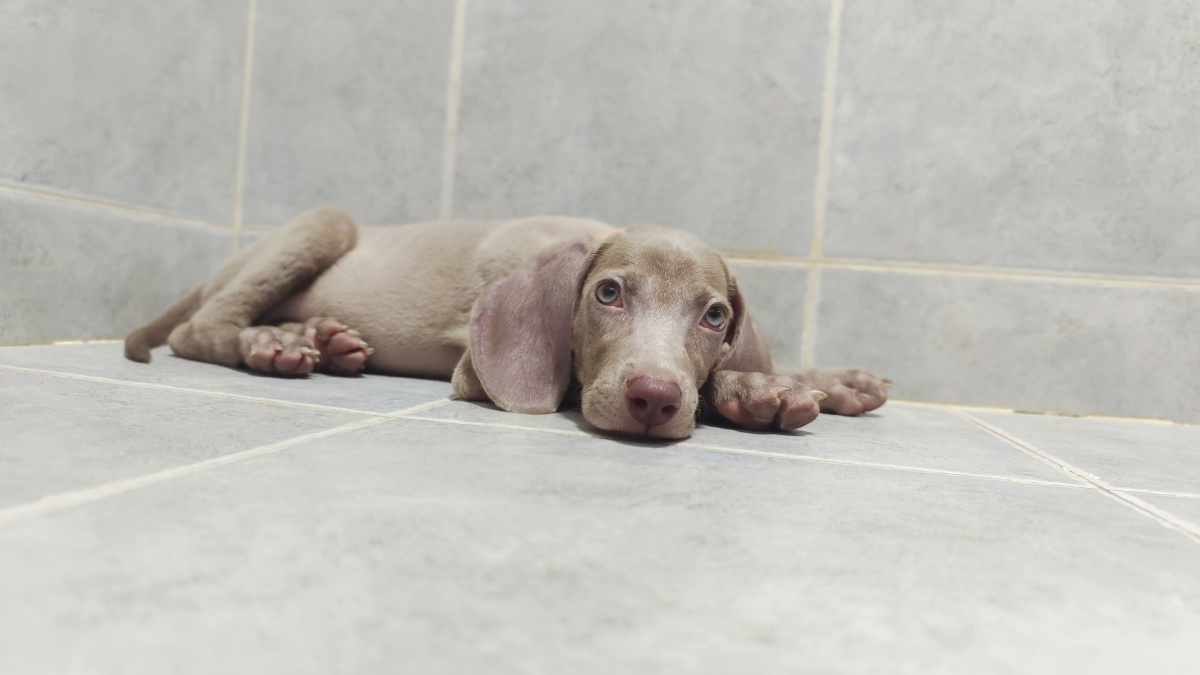 两个月的魏玛犬