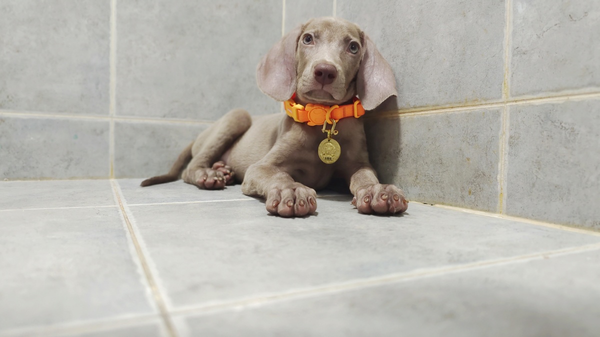 两个月的魏玛犬