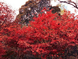IMG_20131113_103220
