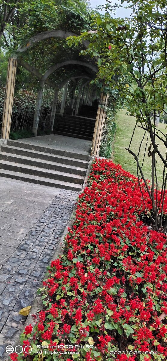公园阶梯步口花圃