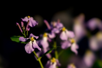 DSC02974-1