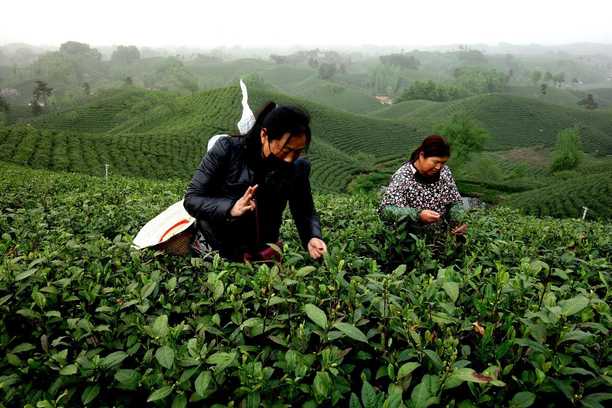 熟练的采茶工一天可采摘两斤多青刁（鲜叶），每斤青刁大致50元左右，熟练的采茶工每天可挣百十元。
