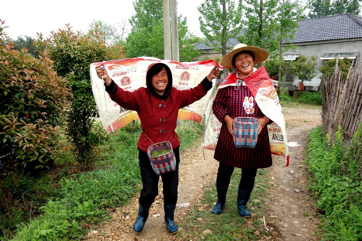 信阳是个多雨的地方，每逢茶叶开采季总有雨水眷顾，但也正是雨水成就了信阳毛尖的品质。图为两个采茶大妈用简易的雨披避雨的情景。