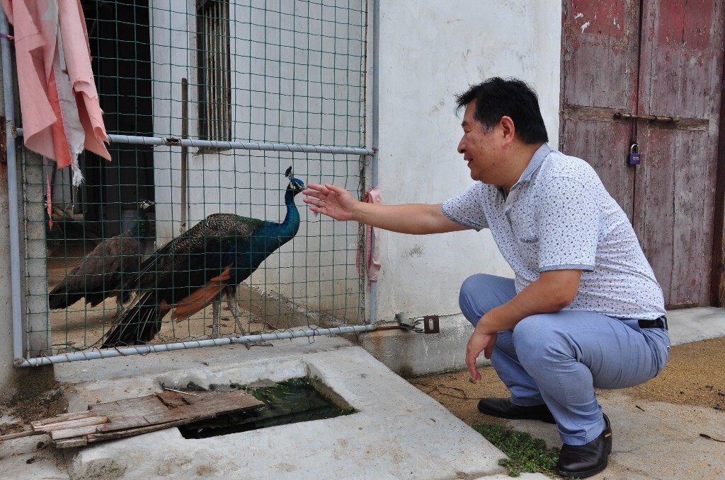 养殖户周本德没在家,他蹲在养殖大棚外和棚内的蓝孔雀说着悄悄话,机灵活泼的蓝孔雀小心盯着生人,发出高亢的叫声。