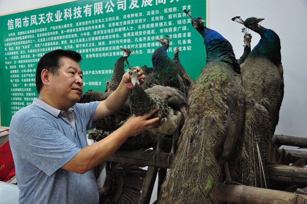孔雀全身都是宝,人工养殖的孔雀可供食用、观赏,还可以作为各种工艺品或标本。这是朱总在抚摸孔雀标本的情景。