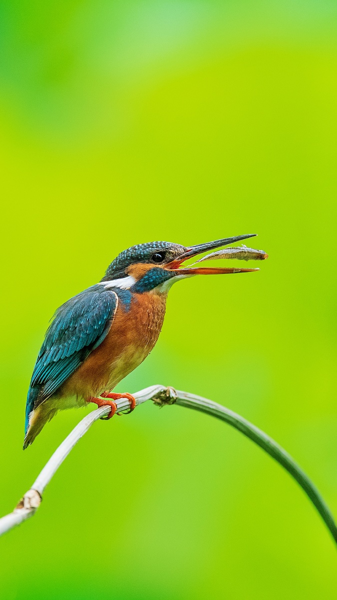 五月的翠鸟荷塘绿了
