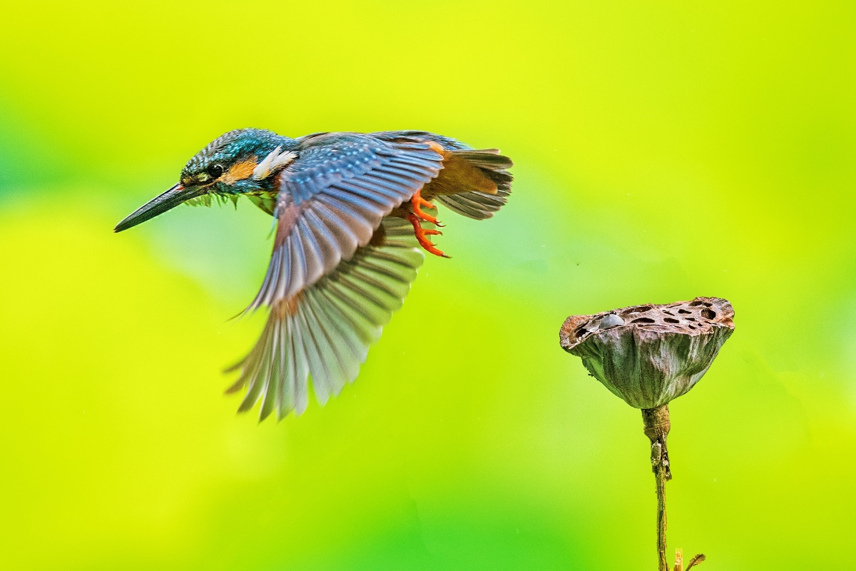 五月的翠鸟荷塘绿了