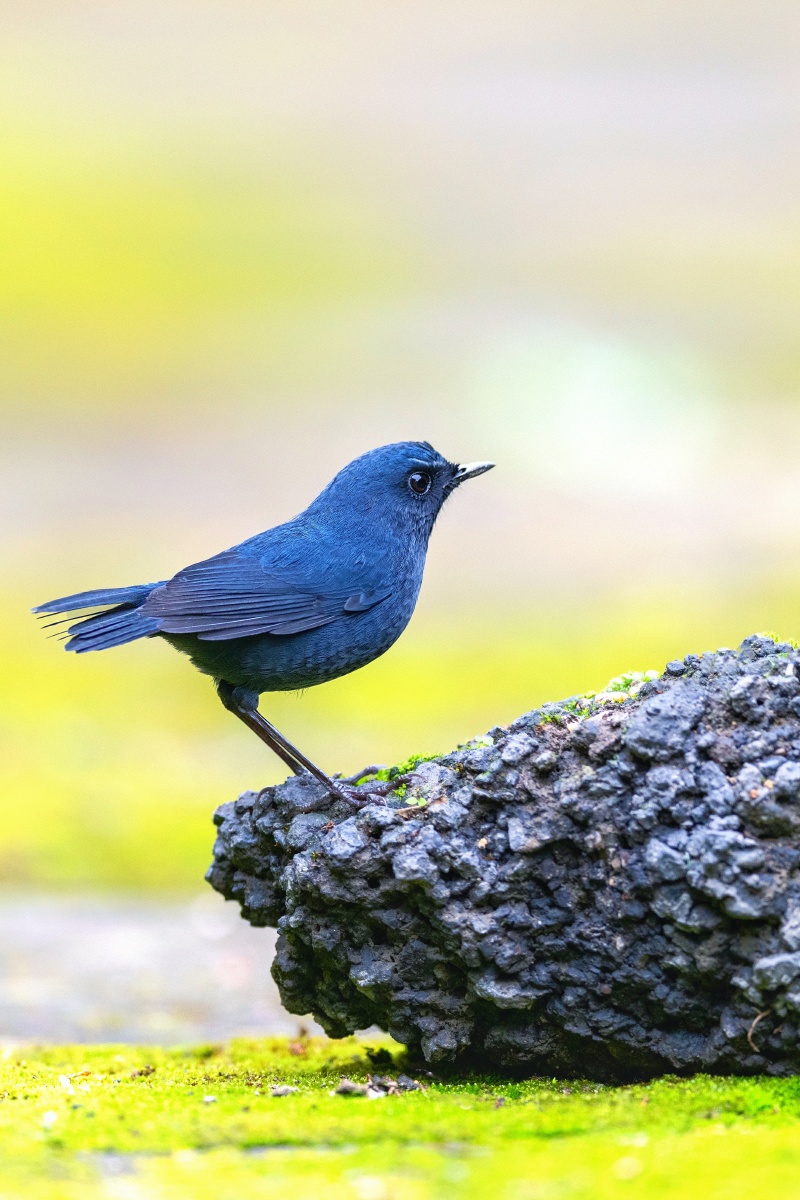 周末观鸟之蓝短翅鸫