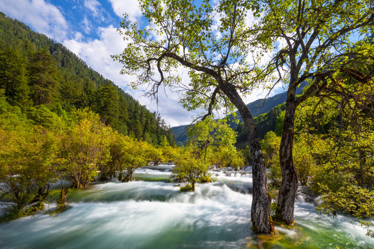 九寨沟风光树正群海犀牛海