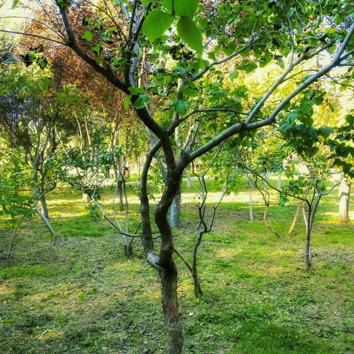 公园树景2021年拍摄于保定