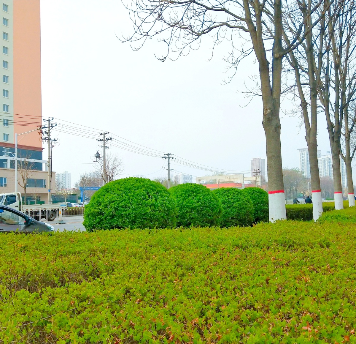 大美保定道路两旁绿化带2021326拍摄