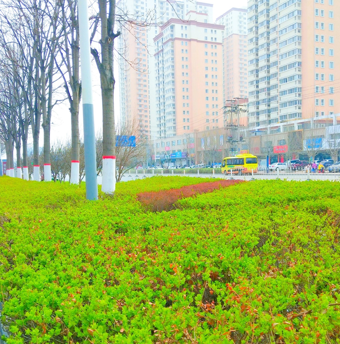 大美保定道路两旁绿化带2021326拍摄