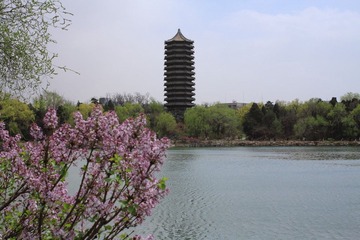 春至未名湖