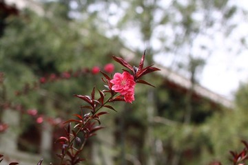 红叶李
