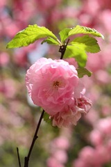 桃花3