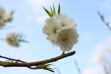 小桃花