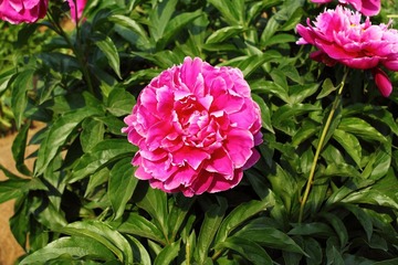 艳丽的芍药