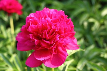 芍药