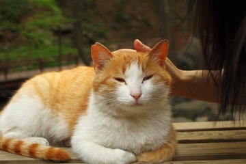 乖巧的猫