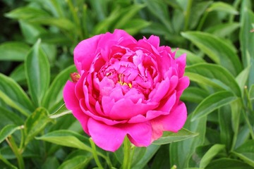 芍药
