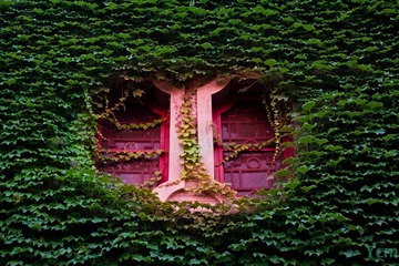 LoveWindows-3081