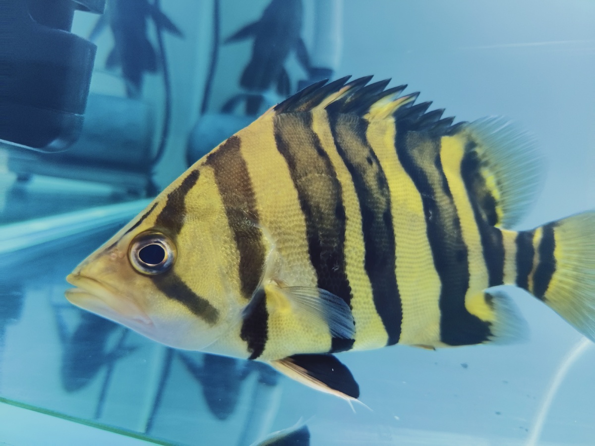 相濡以沫的虎鱼