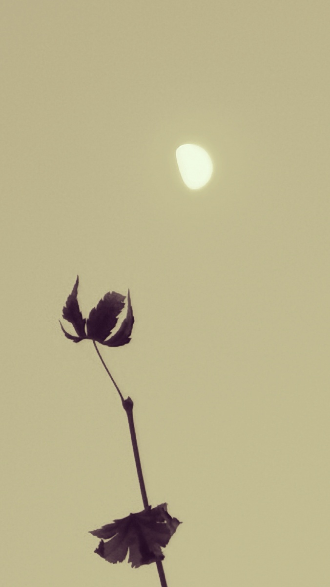 冬天的月色更清冷也更通透