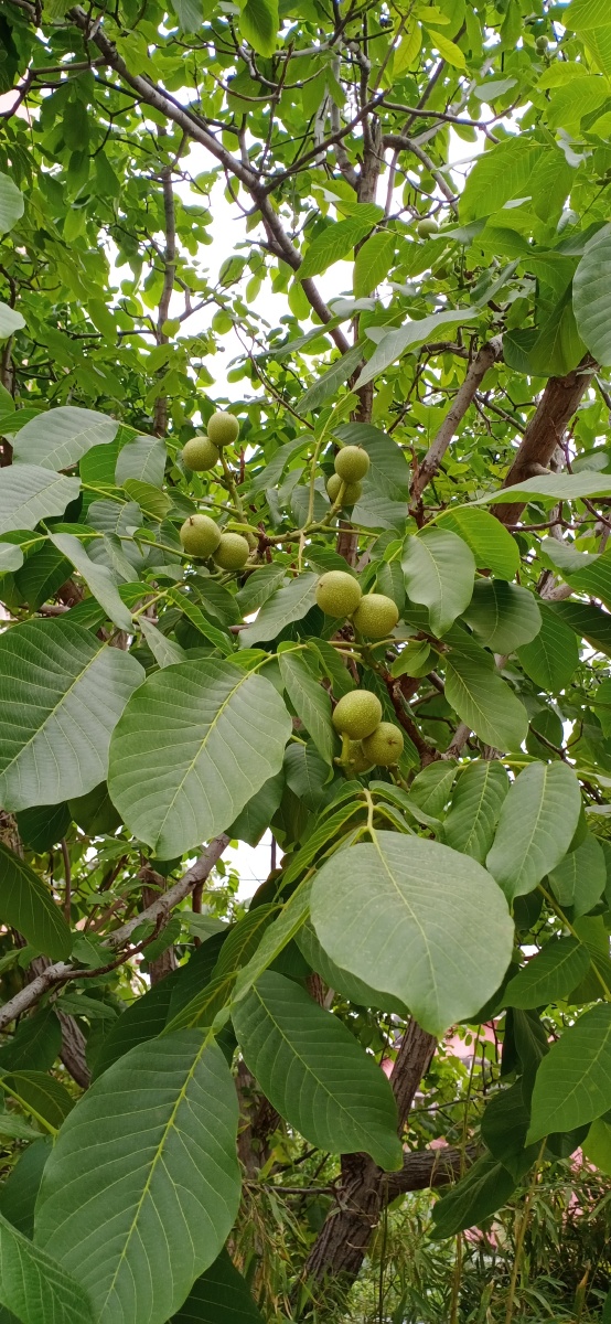 核桃果实挂枝头