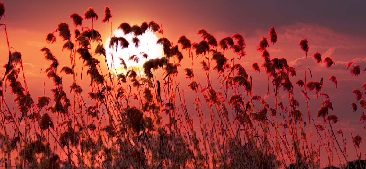 夕阳下的芦苇档不一样的美