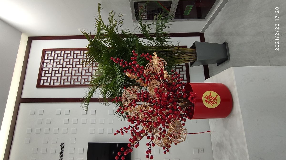 我布置的发财树