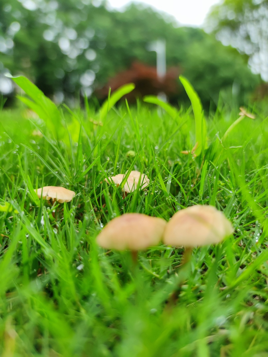雨天草地上长了好多蘑菇