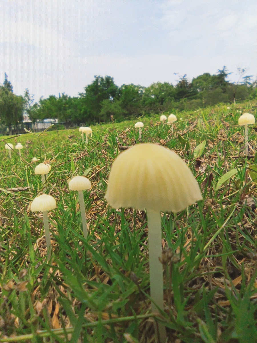 天天下雨公司草地上到处是可爱的蘑菇