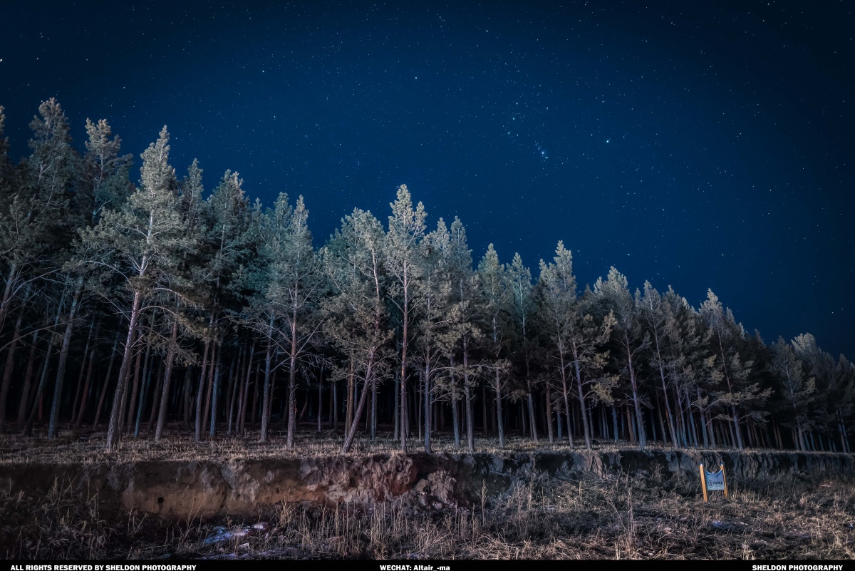 摄于乌兰布统夜晚的树林【适马24-35】
