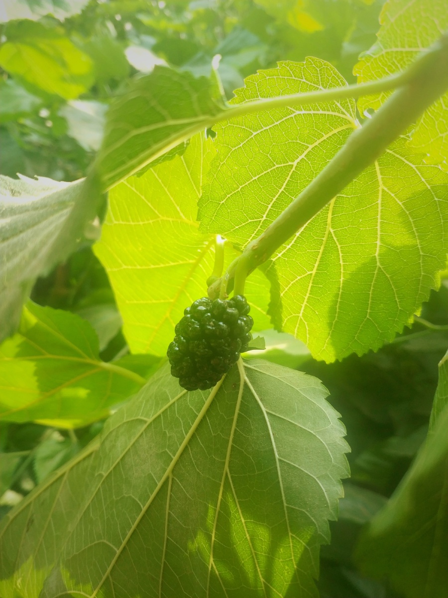 夏天,清明,桑葚