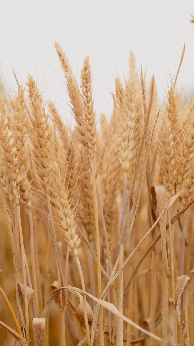 小麦- 摄影师艺涵01