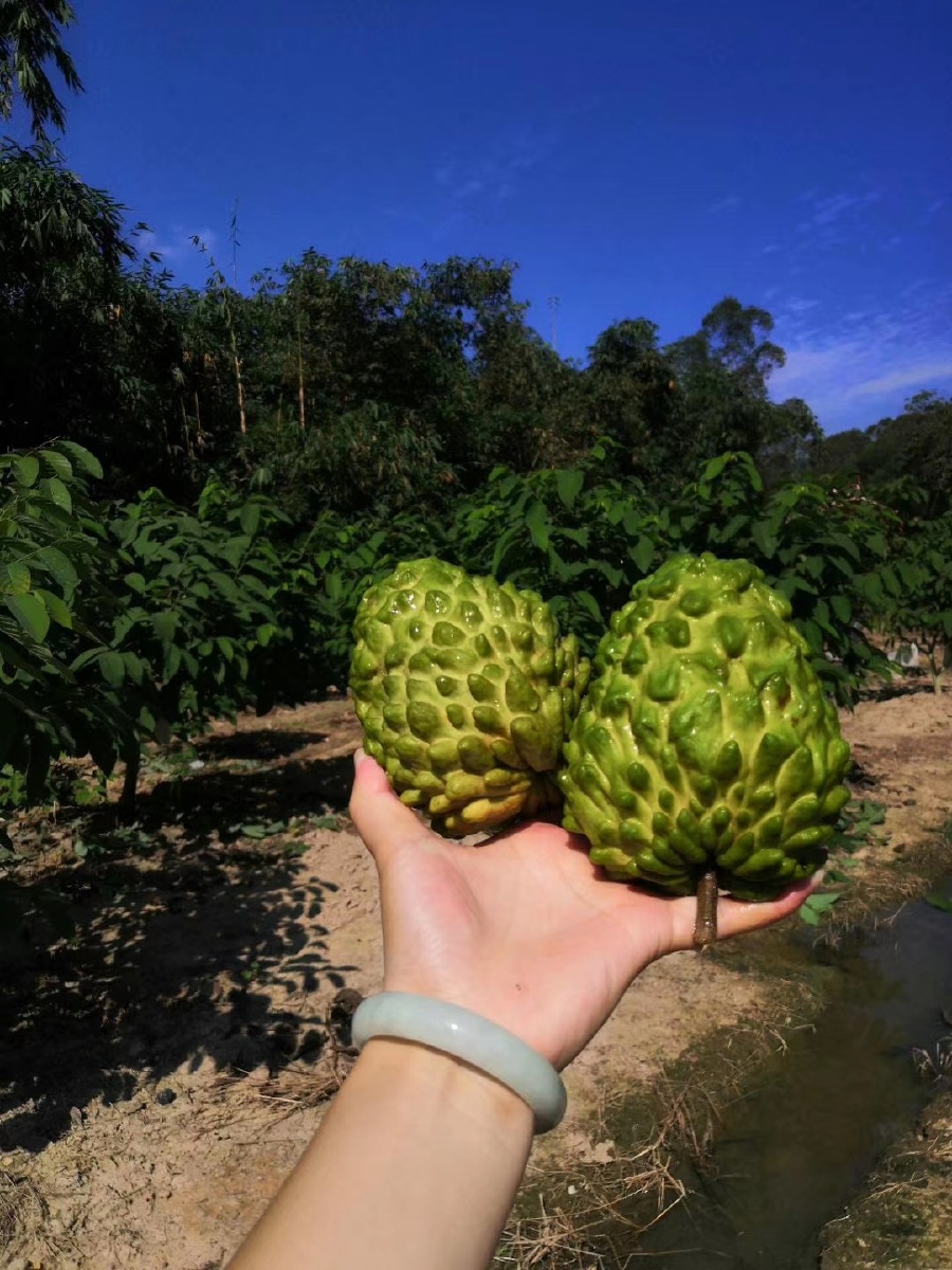 福建释迦果约起来