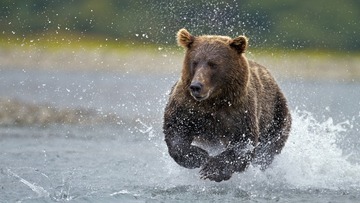 Animal_bear_437453