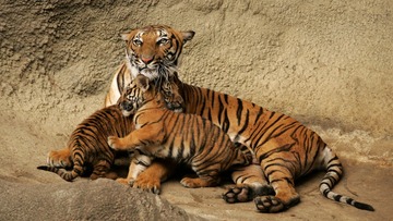 Animal_tiger_350385