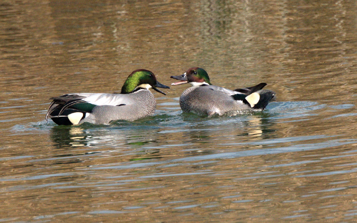 罗纹鸭 - 蓝耳兔 - 图虫
